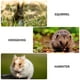 thumbnail image 4 of 1pc Hamster Ejercicio Rueda Coloreado Rueda Corriente Piedra silenciosa Hamster Rueda Juguete, 4 of 5