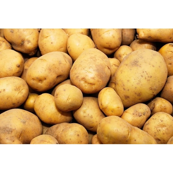 Kennebec Seed Potatoes for Planting (2 Pounds)