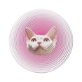 thumbnail image 2 of Sentmoon Bath Rugs for Bathroom Room Rug Customized Pet Pictures Crystal Velvet Carpets Around The Living Room and Bedroom Washable Cats and Dogs Gift Items, 2 of 5