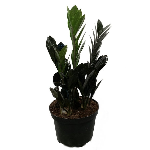 Rare Black Raven ZZ Plant Zamioculcas zamiifolia 'Dowan' 6" Pot