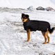 thumbnail image 2 of Chaqueta para perros grandes, chaleco reflectante impermeable de invierno con hebilla ajustable, ropa cálida para perros con forro polar, color negro, talla 3XL, 2 of 4