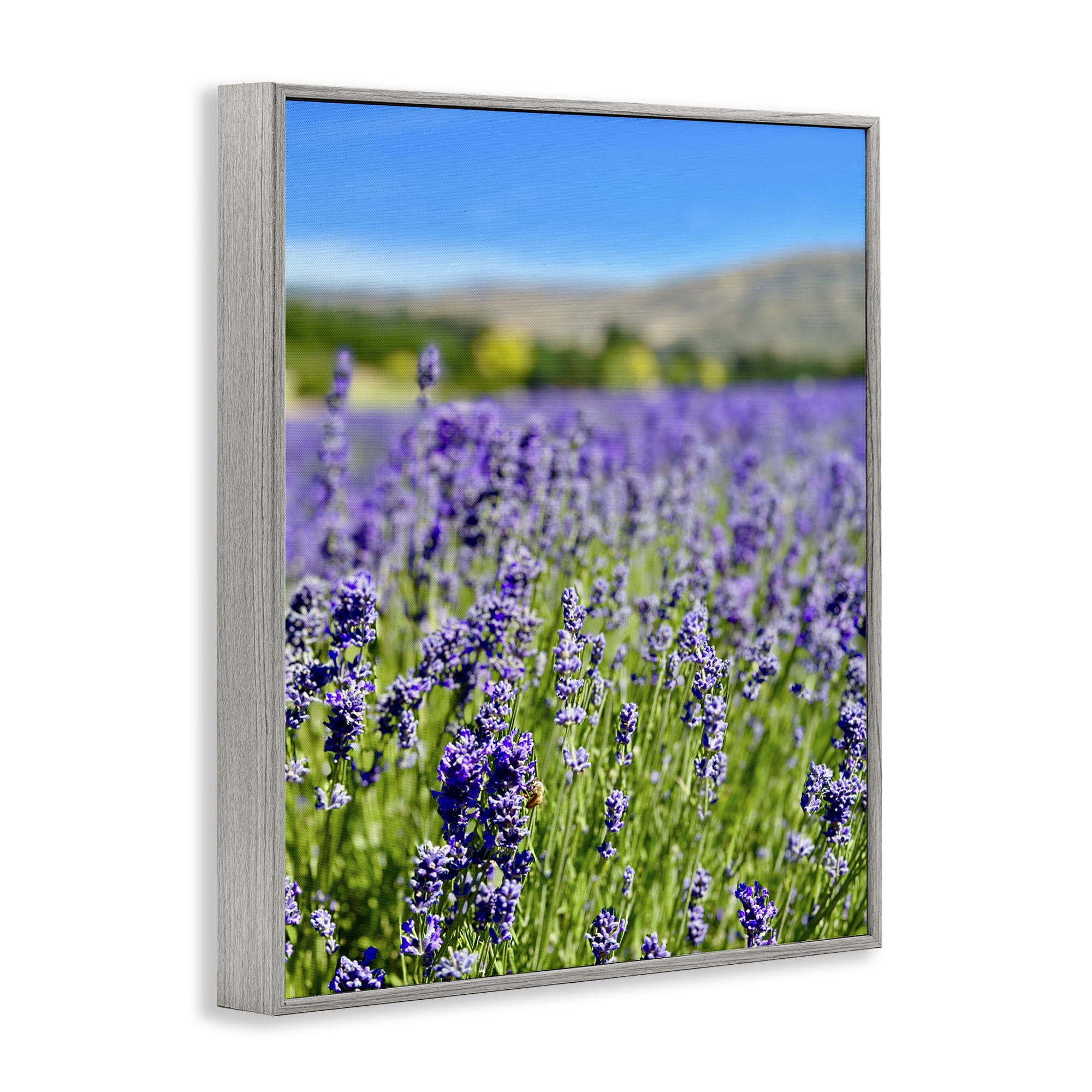 Stupell Industries Lavender in the Wind Landscape Photography Gray Framed Art Print Wall Art, 24 x 30
