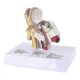 thumbnail image 2 of 1.5 Times Life Size Human Ear Model Scientific Anatomy Teaching Supplies Tool, 2 of 3