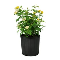 National Plant Network 2 gal. Rose Knockout Easy Bee-zy