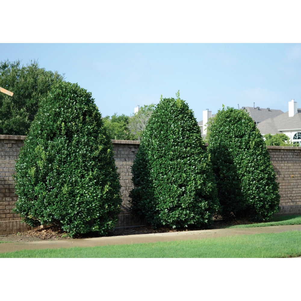 Ilex Nellie R Stevens Evergreen Holly Shrub/Tree 3 inch pot Lot of 30