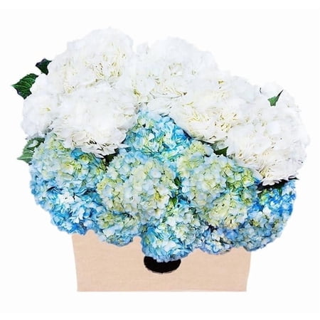 KaBloom : Fall Collections-Bulk 15 Blue and White Hydrangeas KaBloom : Fall Collections-Bulk 15 Blue and White Hydrangeas