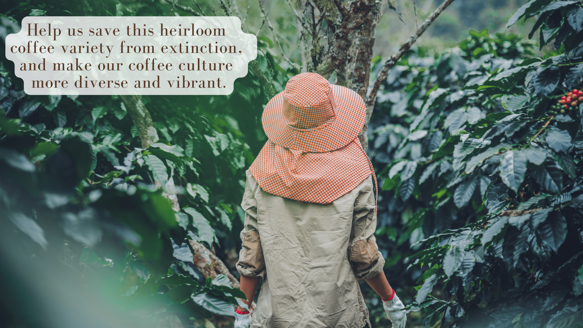 Artisans Philippine Coffee, Barako Gold Dark Roast Beans, 100% Liberica, 1.1 Pounds Bag