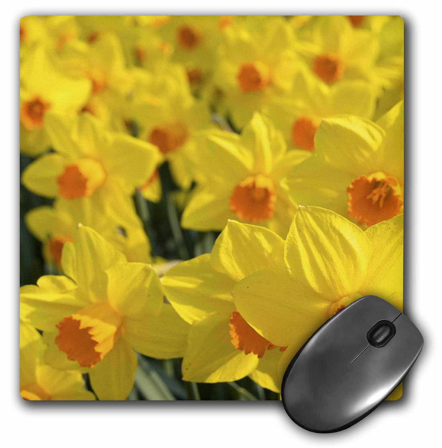 Lisa S Engelbrecht 2 Plug Outlet Cover 3dRose Lsp_82331_6 Netherlands Keukenhof Garden Daffodil Flowers Eu20 Len0092 