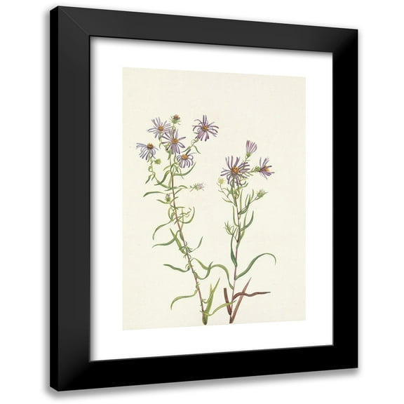 Mary Vaux Walcott 11x14 Black Modern Framed Museum Art Print Titled - Prairie Aster. Aster Campestris (1925)