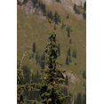 thumbnail image 4 of Mountain Hemlock | Small Tree Seedling | The Jonsteen Company, 4 of 10