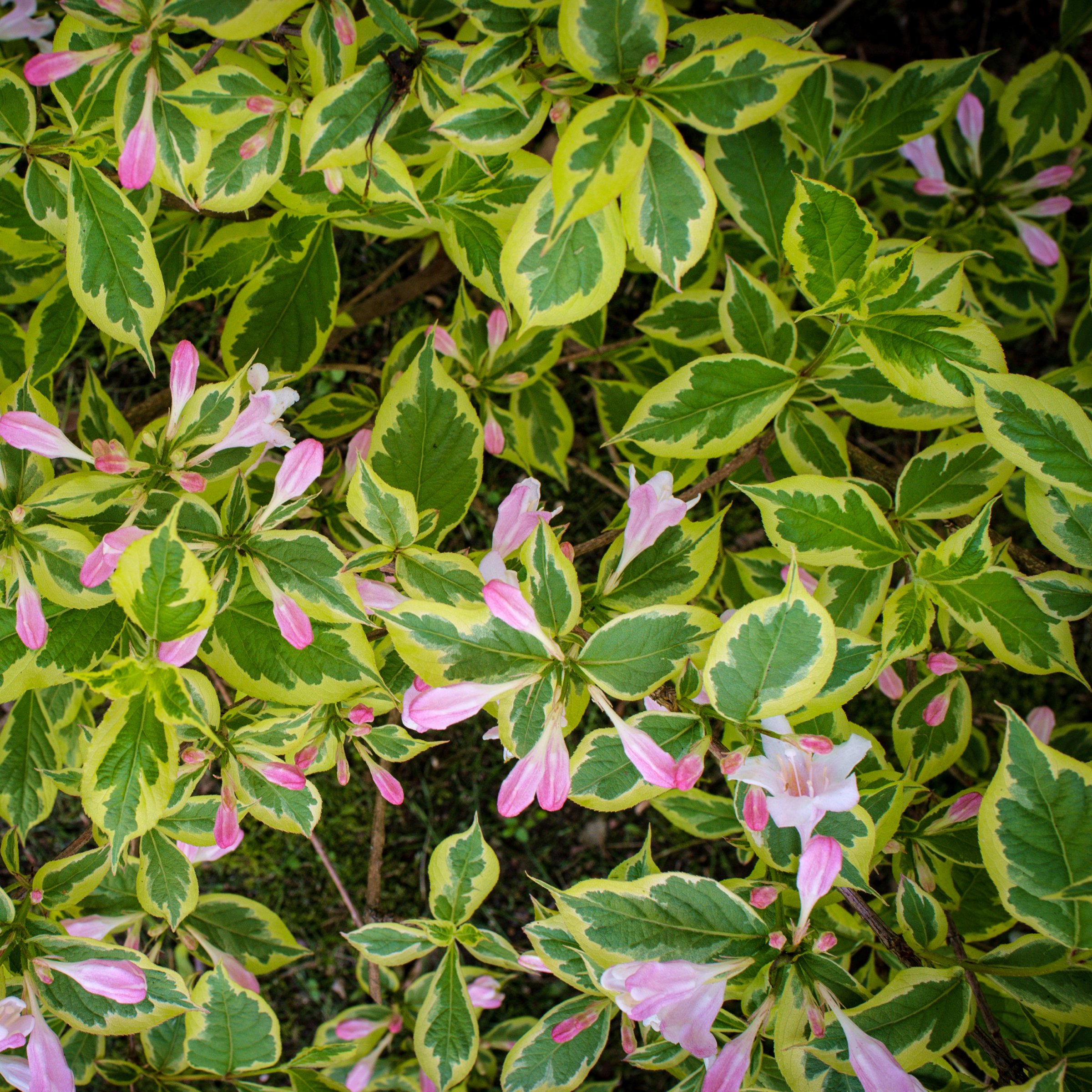 National Plant Network 4 in. Variegated Weigela Shrub (3-Pack)