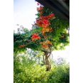 thumbnail image 2 of EREHome Polyester Fabric 5x7ft Backdrop Blooming Red Flowers Green Plants Photography Background Daylight Spring Outdoor Scenery Rustic Photo Backdrop Children Adults Portraits Backdrop Photo Studio Prop, 2 of 2