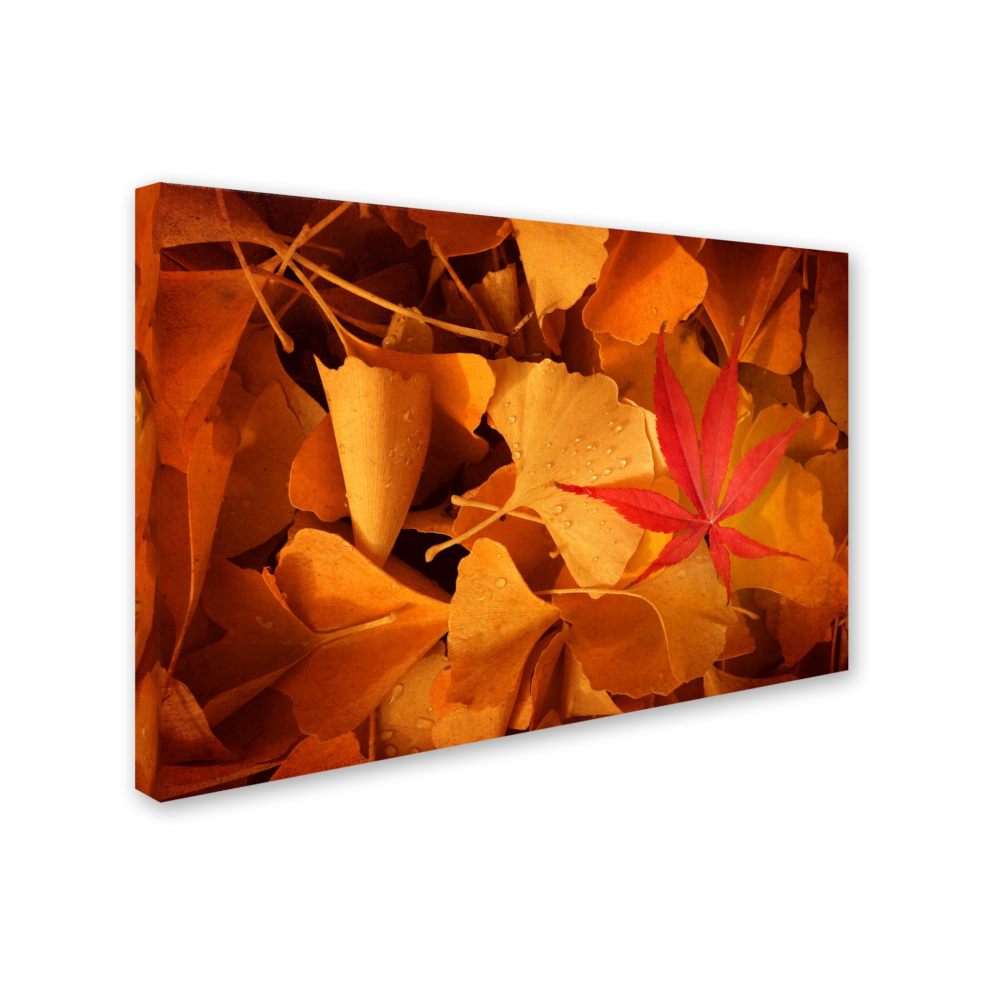 Trademark Fine Art "Lost & Found" Canvas Art by Philippe Sainte-Laudy