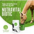 thumbnail image 2 of NutraVital - Biotic for Horses, Must-Have Horse Supplies, Pre- & Probiotic Horse Powder, Horse Supplements for Digestive Health & Immune System Support, Probios for Horses, 750 g, 2 of 7