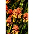 thumbnail image 3 of Johnson, George 11x14 Black Modern Framed Museum Art Print Titled - Yellow and Orange Flowers, 3 of 5