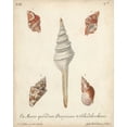 thumbnail image 2 of Knorr 12x14 White Modern Wood Framed Museum Art Print Titled - Antique Knorr Shells IX, 2 of 4
