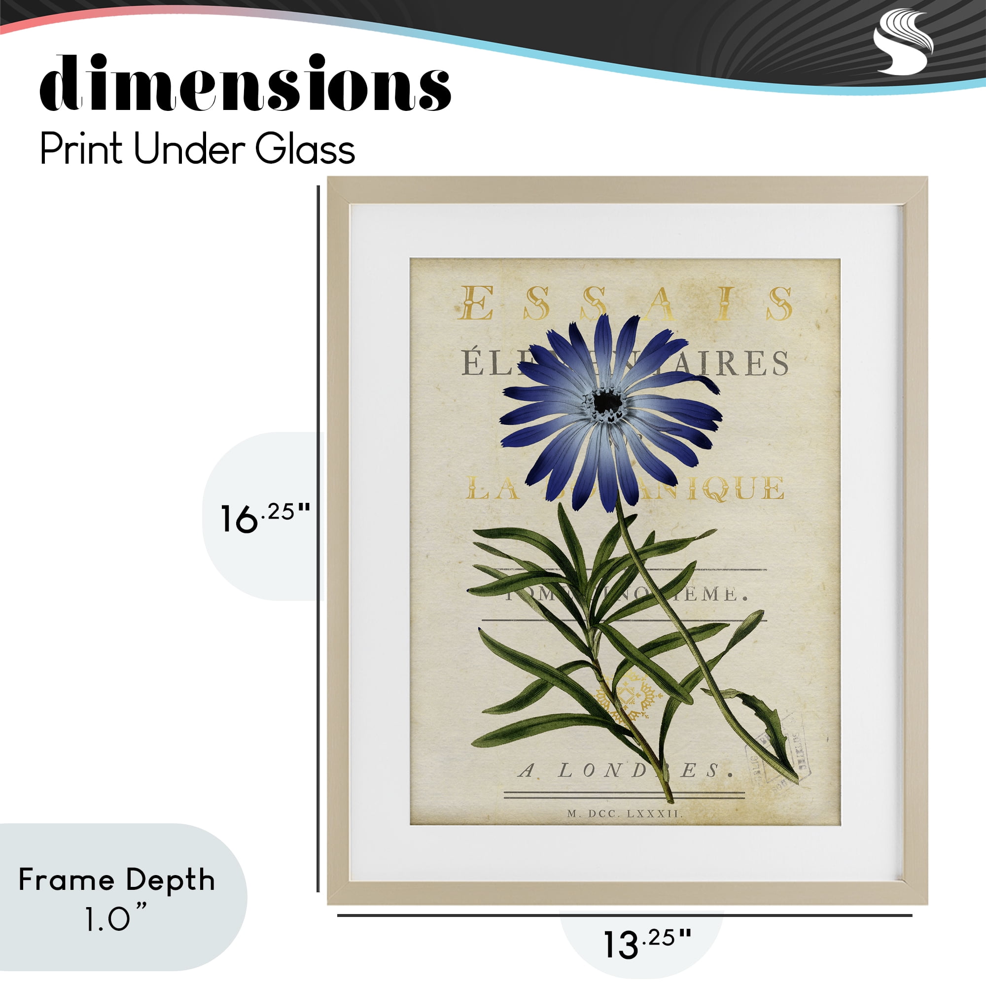 Stupell Industries Natural Botany Daisy Birch Framed Print Under Glass, design by Susan Arnot