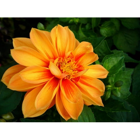 - LAMINATED POSTER Bloom Floral Blossom Petal Natural Dahlia Plant Poster Print 24 x 36