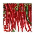 thumbnail image 2 of Cayenne Long Slim Pepper Plant | Two Live Garden Plants | Non-GMO, Medium Heat, Dries Well, 2 of 5