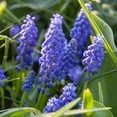 thumbnail image 4 of Blue Grape Hyacinth or Muscari Flower Bulbs Jumbo Pack - 100 Bulbs Per Pack - Pleasantly Scented - Deer Resistant - Grows Well In Containers - Perennializing - Grow Indoors or Outdoors – Live Plants, 4 of 6