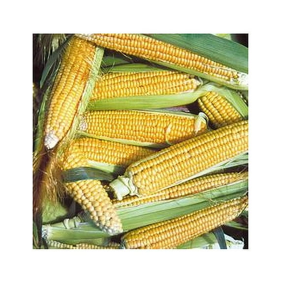 Corn Golden Bantam 8 Open Polinated Great Heirloom Vegetable 1 LB Seeds BULK WHOLESALE