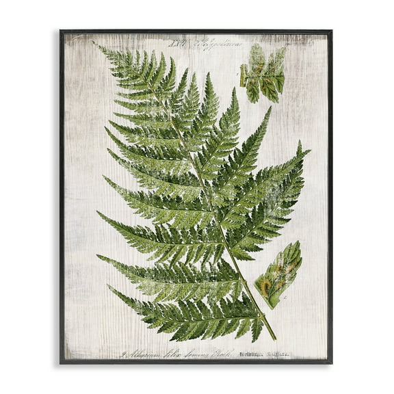 Stupell Industries Distressed Fern Leaf Plants & Flowers Painting Black Framed Art Print Wall Art, 11 x 14