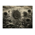 thumbnail image 3 of Designart "Field of Dreams Monochrome Sunflowers I" Floral Print on Natural Pine Wood, 3 of 5
