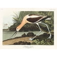 thumbnail image 2 of Audubon, John James 14x11 White Modern Wood Framed Museum Art Print Titled - American Avocet, 2 of 4