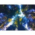 thumbnail image 2 of Grayscale 14x12 Black Ornate Wood Framed with Double Matting Museum Art Print Titled - Tree Canopy I, 2 of 4