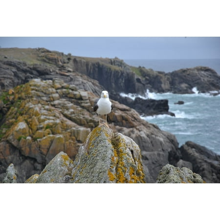 - Peel-n-Stick Poster of Wild Coast Sea Side Gull Rocks Brittany Poster 24x16 Adhesive Sticker Poster Print