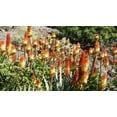 thumbnail image 2 of 50 Seeds TORCH LILY Red Hot Poker / Tritoma / Kniphofia Uvaria Flower Seeds, 2 of 8