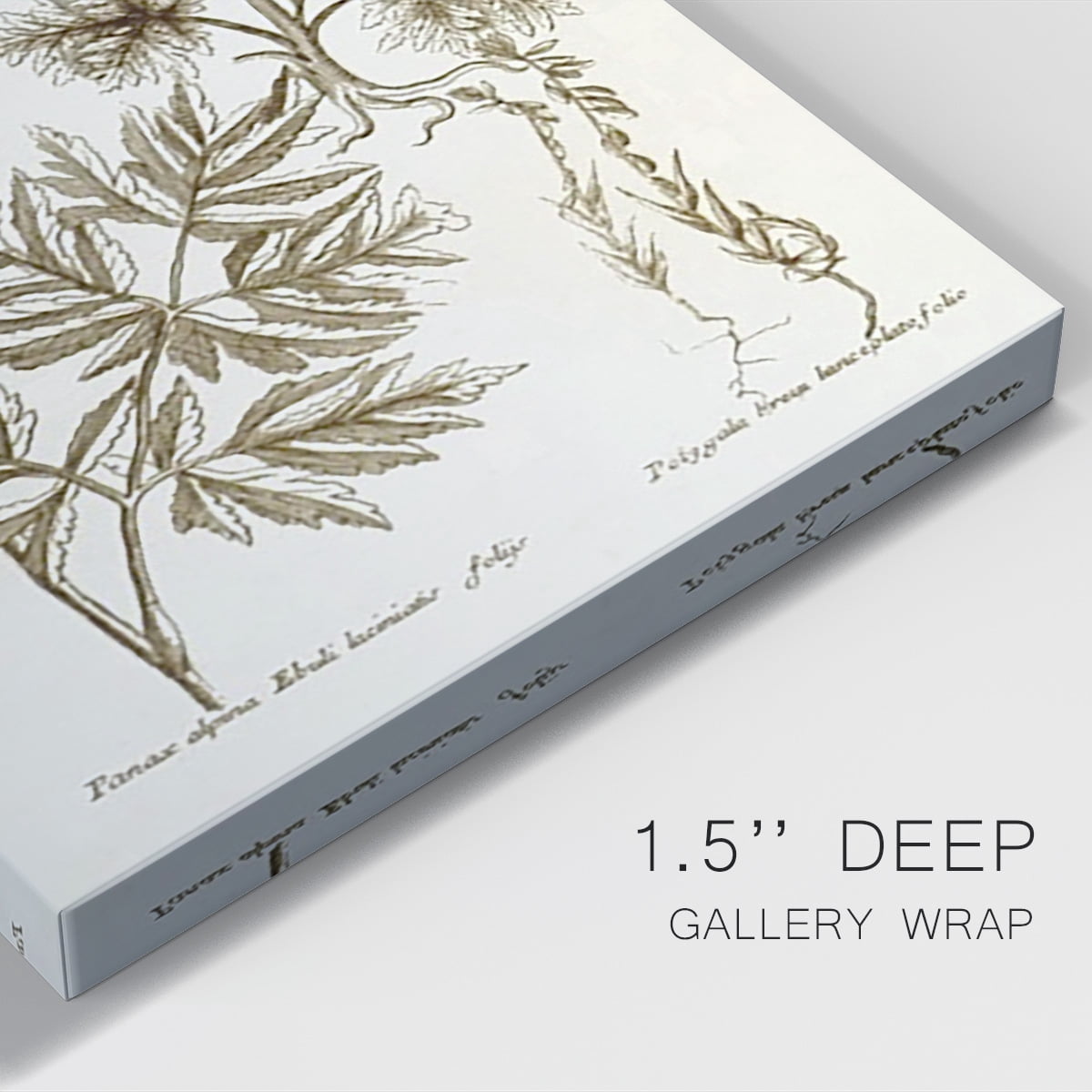 Sepia Botanical Journal III Premium Gallery Wrapped Canvas - Ready to Hang