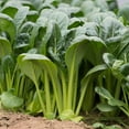 thumbnail image 2 of TomorrowSeeds - Komatsuna Mustard Green Spinach Seeds - 6000+ Count - For 2026 Planting Brassica, 2 of 11