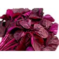 thumbnail image 4 of GSDWIUEW Graines d'Amarante Rouges, 200 Unités, Culture Facile, Rendement Élevé,, 4 of 4