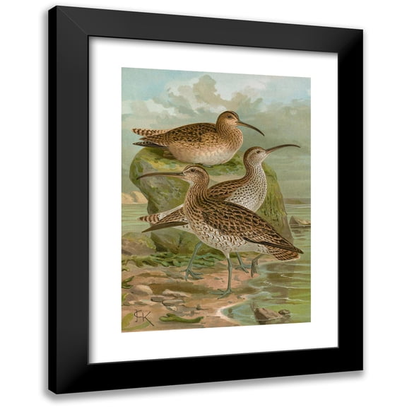 Johann Friedrich Naumann 11x14 Black Modern Framed Museum Art Print Titled - Numenius Phaeopus, Nnmenius Tenuirostris Vieill