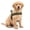 Olive, variant on Borikise Dog Friendly Co Harness, No Pull Adjustable Chest Strap With Secure Fit, Easy Walk Harness For Daily Training And Outdoor Activities