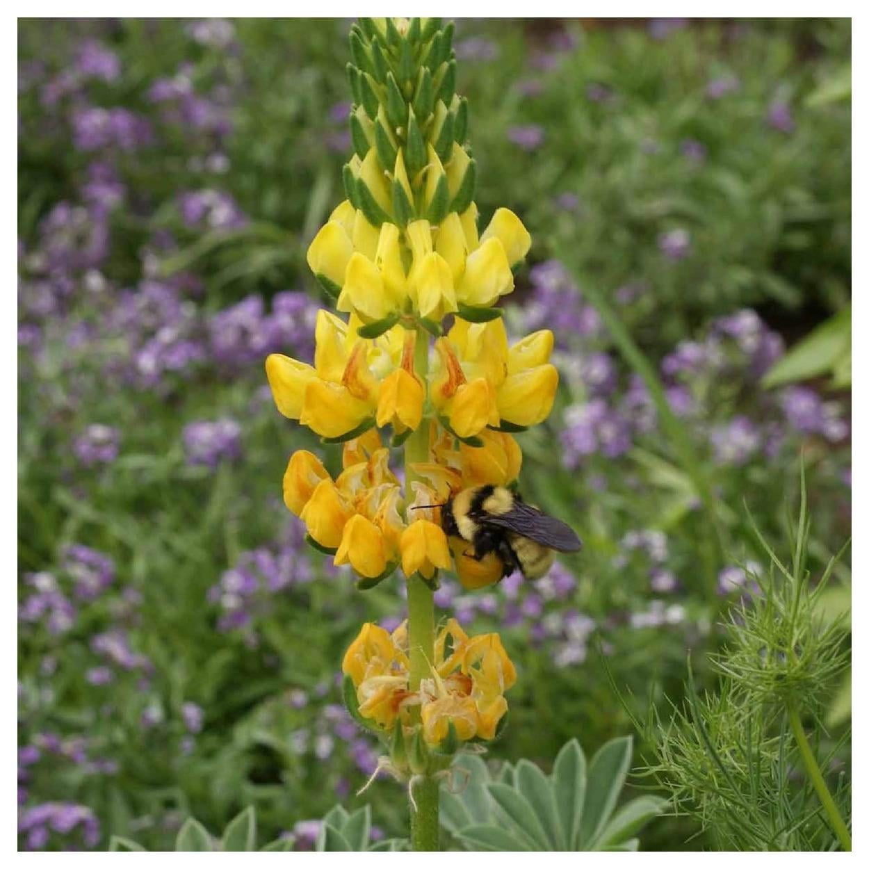 Everwilde Farms - 1 lb Yellow Lupine Native Wildflower Seeds - Gold Vault Bulk Seed Packet