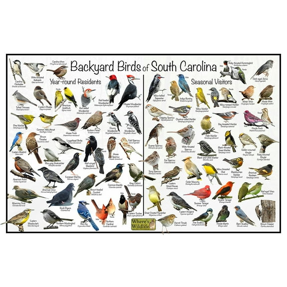 Backyard Birds of South Carolina Bird Identification Poster - Birdwatching Nature Chart
