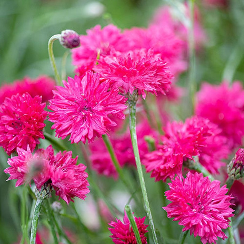 30 Tall Red Cornflower Seeds - - Perennial Flower Seeds for Asian Garden - Pink Rose Blooms