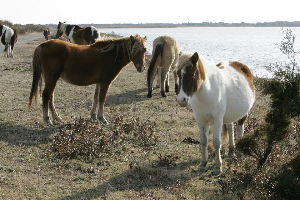 Wild Ponies Ponies Chincoteague Island Herd20 Inch By 30 Inch