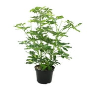 Schefflera in 8" Grower Pot, Air Purifying Live Plant, Grower's Choice Seasonal Selection