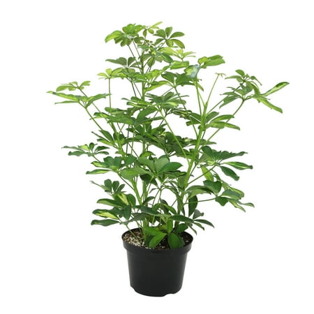 Schefflera in 8" Grower Pot, Air Purifying Live Plant, Grower's Choice Seasonal Selection