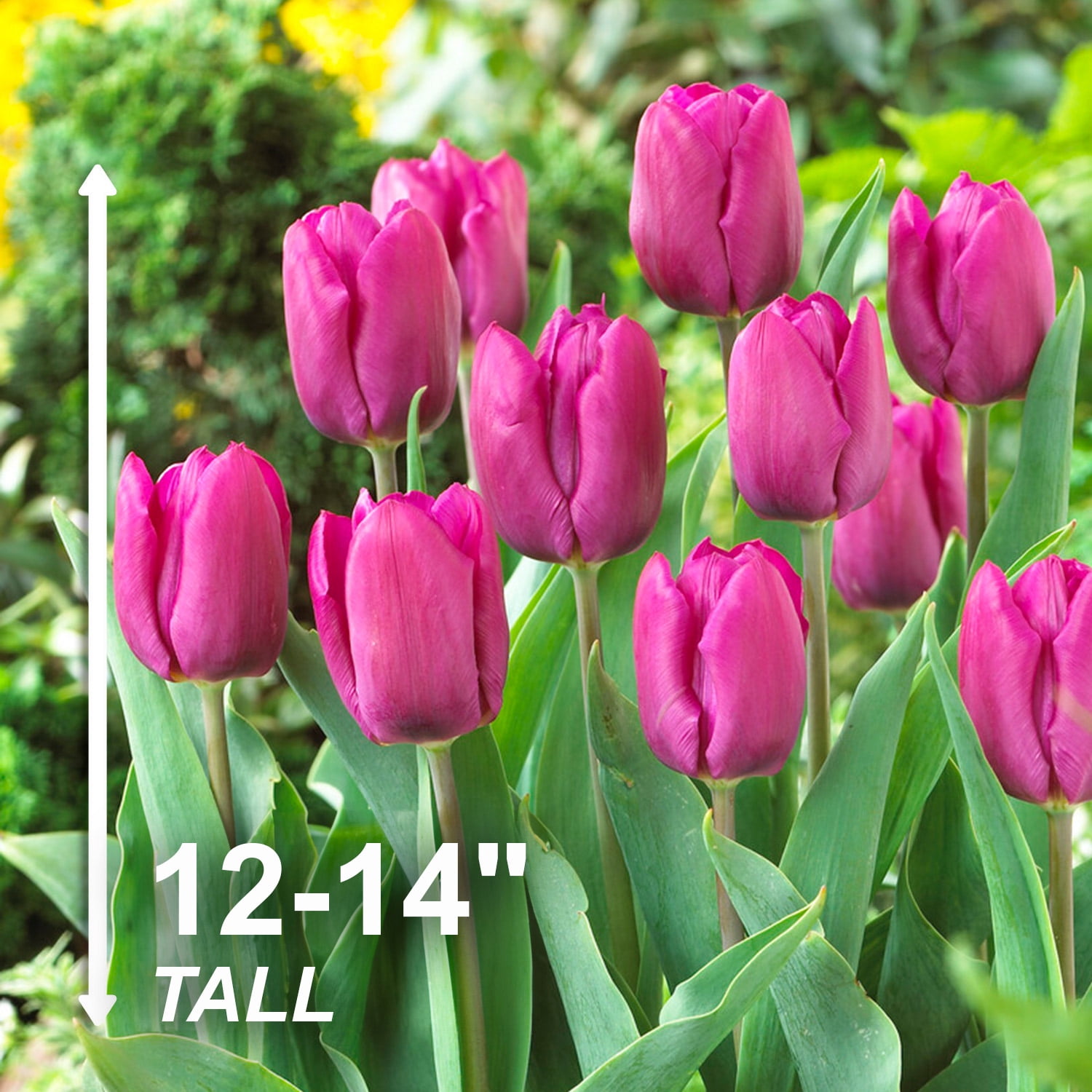 Garden State Bulb Single Early Purple Prince Tulip Flower Bulbs, 12/+ cm (Bag of 100)