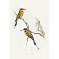 thumbnail image 2 of Gould, John 11x14 Black Ornate Wood Framed with Double Matting Museum Art Print Titled - Australian Bee-eater-Merops ornatus, 2 of 4