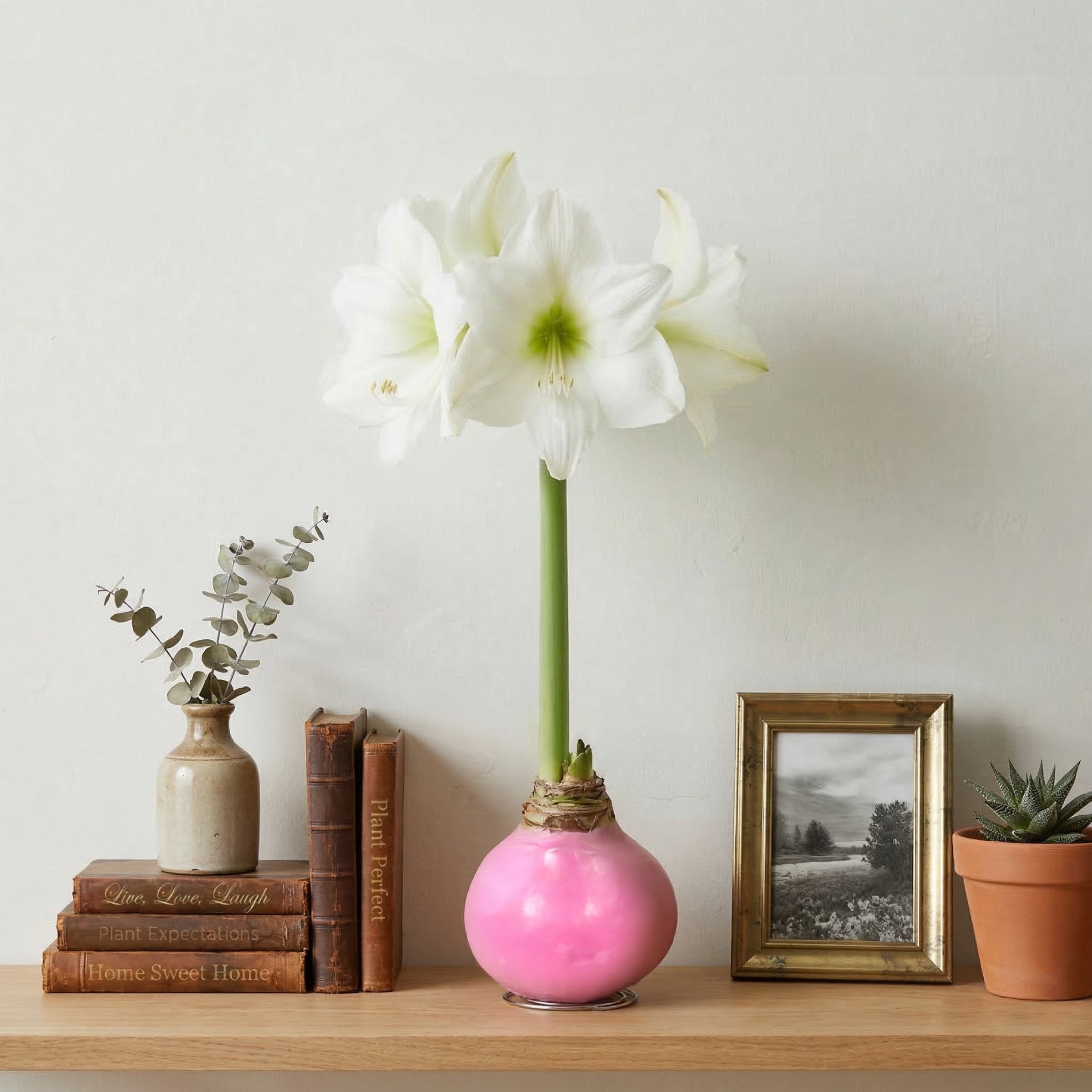 National Plant Network Pastel Pink Waxed White Blooming Giant Amaryllis Bulb (3-pack)