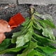 thumbnail image 5 of 2 Piezas Garden Bandit Hand Loop Weeder Tool para Accesorios de CéSped Patio Vegetal Acceso de Limpieza PortáTil, 5 of 10