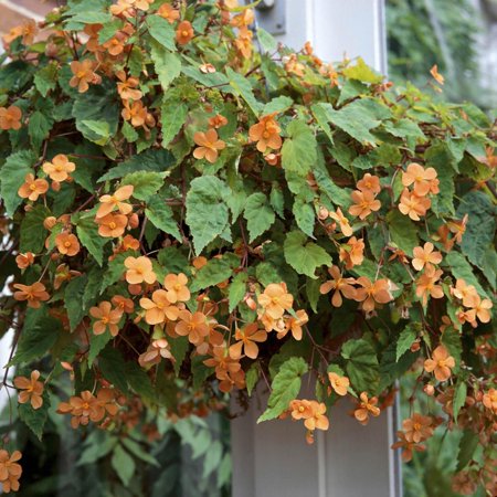 Begonia Sutherlandii Trailing Plant in Hanging Basket Conservatory Print Wall Art By Christopher
