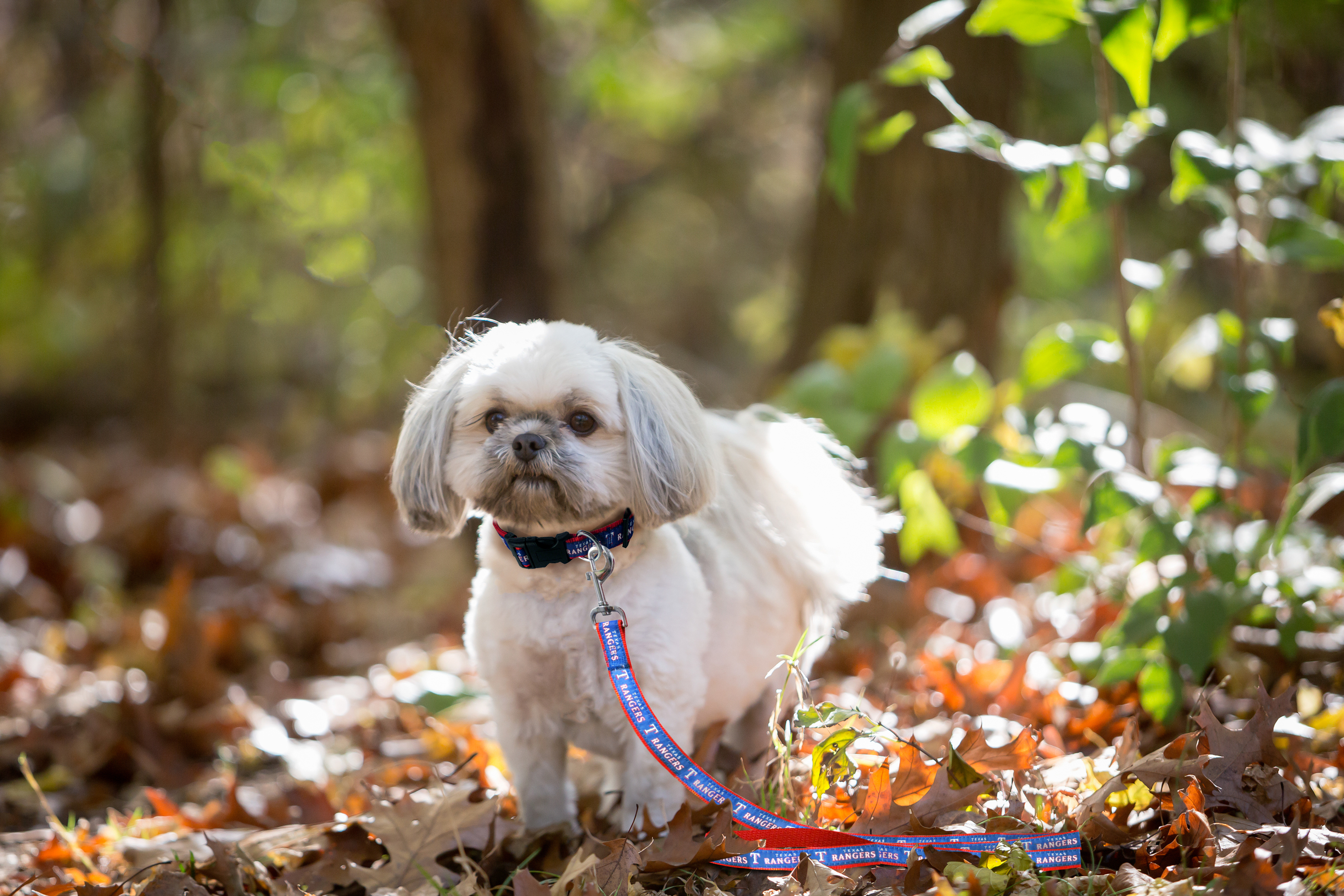 Pets First MLB Texas Rangers Cats and Dogs Durable Pet Leash, Medium
