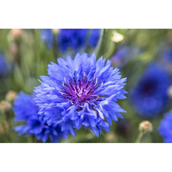 1000 Dwarf Blue BACHELORS BUTTON CORNFLOWER Centaurea Cyanus Flower Seeds