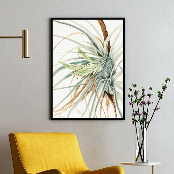 Wild Pineapple - Tillandsia fasciculata - 1921 | Mary Vaux Walcott | Premium Fine Art Print | 19th Century American | Botany Art | Botanical | Plant Art | Nature Art